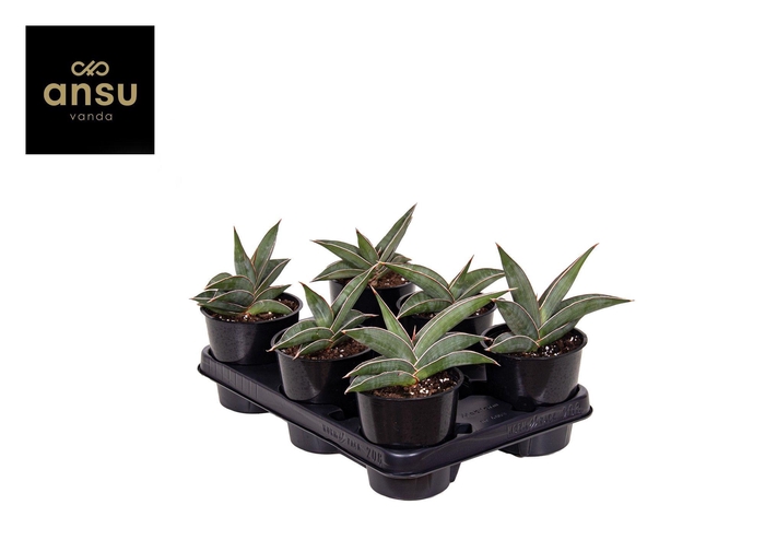 <h4>Sansevieria Almond Silver</h4>