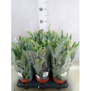 Phlebodium aureum 'Blue Star'