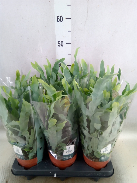 <h4>Phlebodium aureum 'Blue Star'</h4>