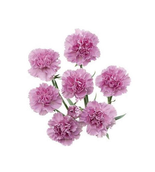 <h4>DI TR NENUFAR</h4>