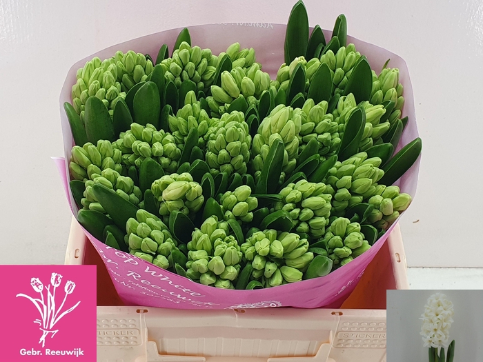 <h4>HYAC TOP WHITE</h4>