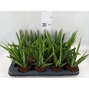 Sansevieria cyl.  ...