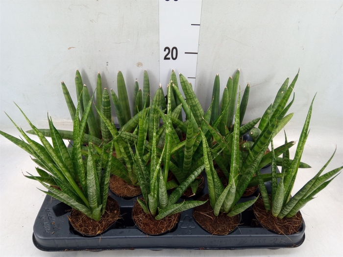 <h4>Sansevieria cyl.  ...</h4>