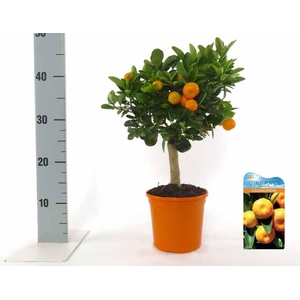 Citrus Calamondin half-stem (XL)