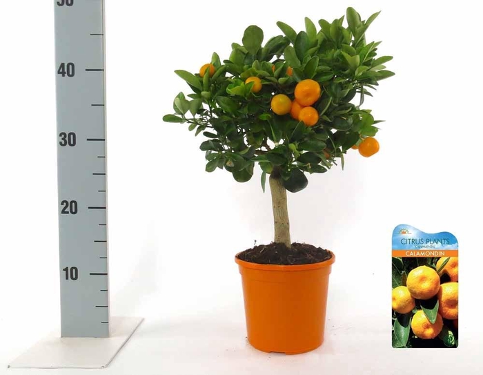 <h4>Citrus Calamondin on stem</h4>
