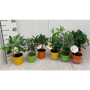 Algarve Mix Citrus & Olea (no fruits)