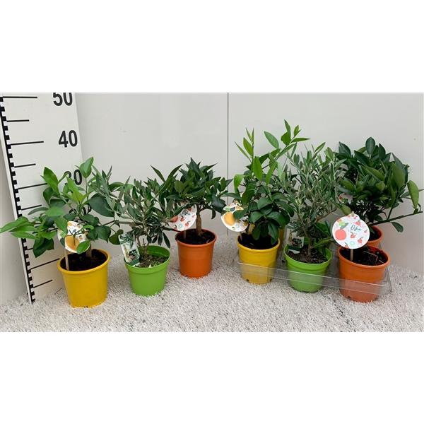 Algarve Mix Citrus & Olea (no fruits)