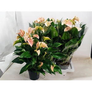 Anthurium Joli Peach 17Ø 60cm 5+ kwiatów