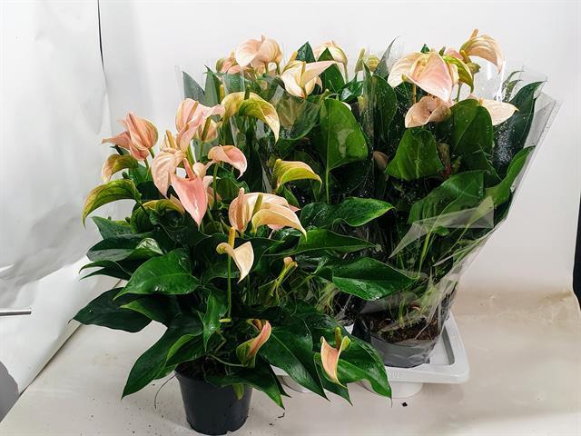 Anthurium Joli Peach 17Ø 60cm 5+ kwiatów