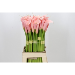 Zantedeschia Eydolls Salmon