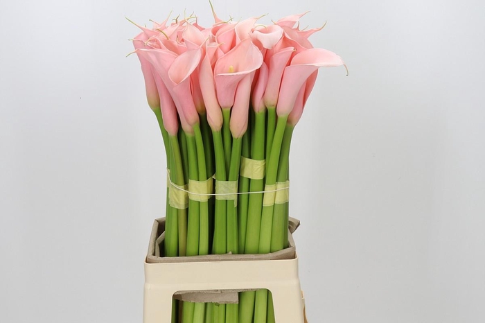 Zantedeschia Eydolls Salmon