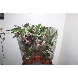 Calat Fusion White P19