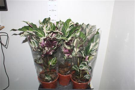 <h4>Calat Fusion White P19</h4>