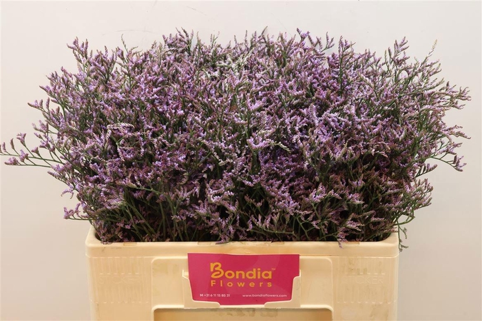 <h4>LIM SAF LILAC</h4>