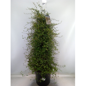 Muehlenbeckia com. 'Mao'ri'
