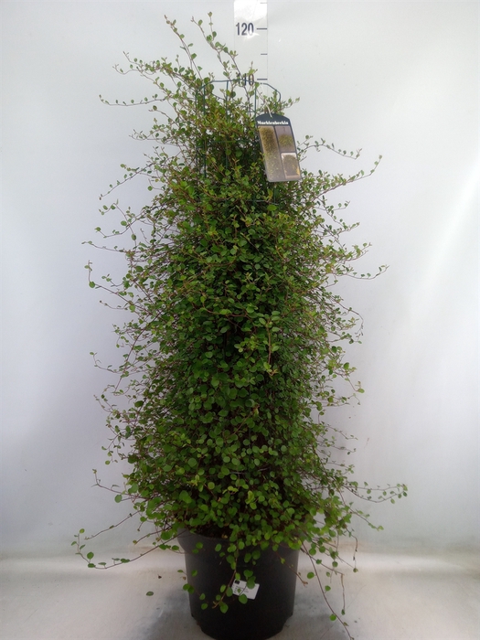 <h4>Muehlenbeckia com. 'Mao'ri'</h4>