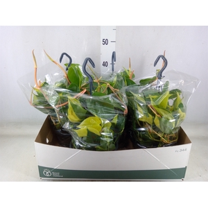 Philodendron scand. 'Brasil'