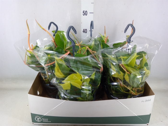 <h4>Philodendron scand. 'Brasil'</h4>