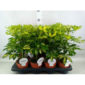 Schefflera arbor. 'Gerda'