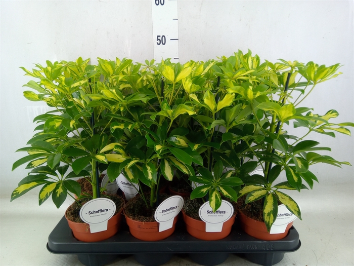 <h4>Schefflera arbor. 'Gerda'</h4>