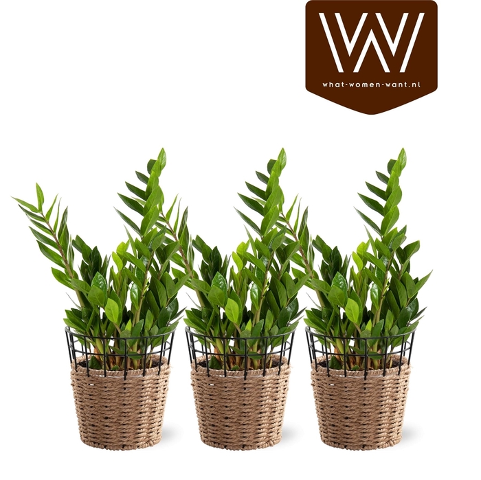 <h4>ZAMIO ZAMIIFOLIA</h4>