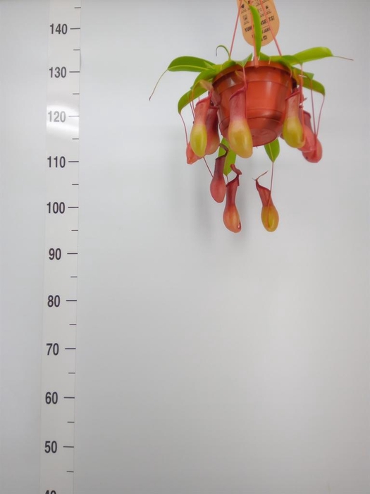 <h4>Nepenthes alata</h4>