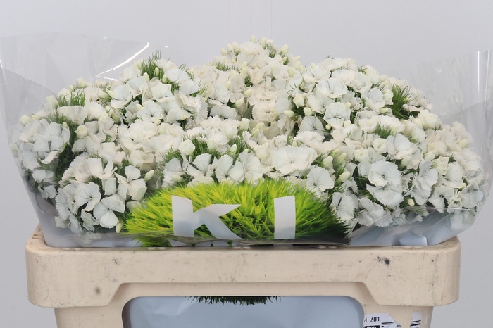 Dianthus Br Kiwi Bunny XXL