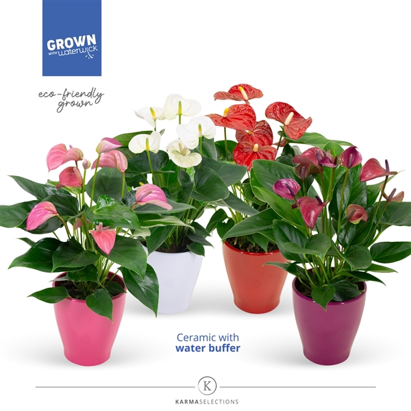 <h4>Mimesis Anthurium KARMA Mix - 12cm</h4>