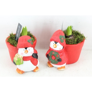 arr4 Hyacint RN - Penguin presents