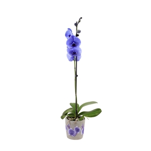 Fiore Purple Phal I Am Purple 1T9+