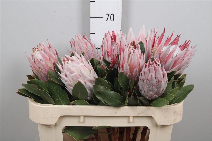 <h4>Protea Cynaroides</h4>