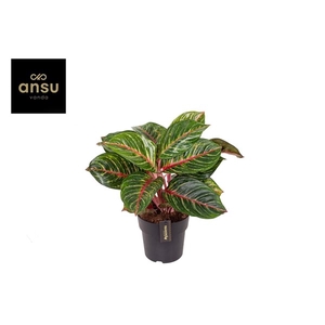 Aglaonema Olive Red