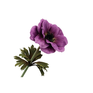 Anemone Purple