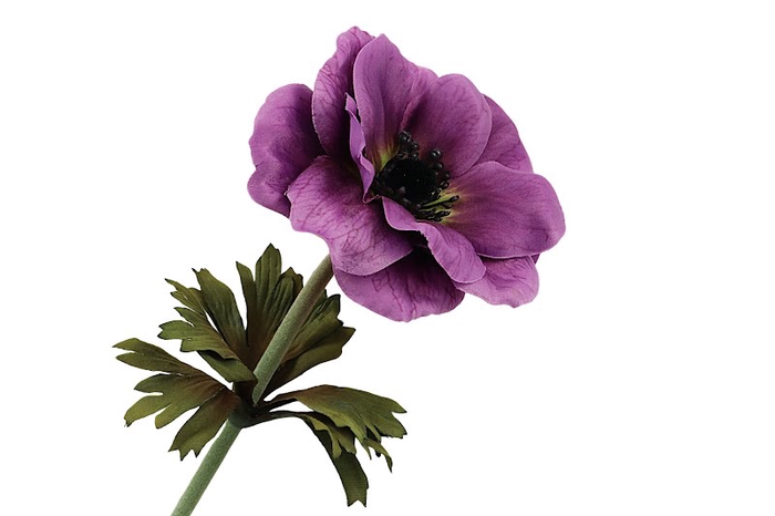 <h4>Anemone Purple</h4>