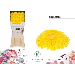 Gerbera Pomponi Big Lemon Diamond