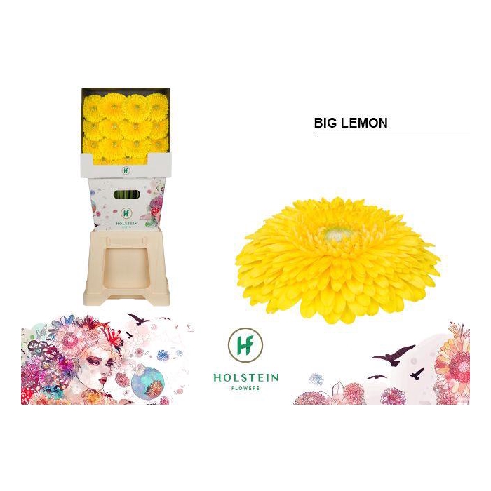 <h4>Ge Gb Gerp Big Lemon</h4>
