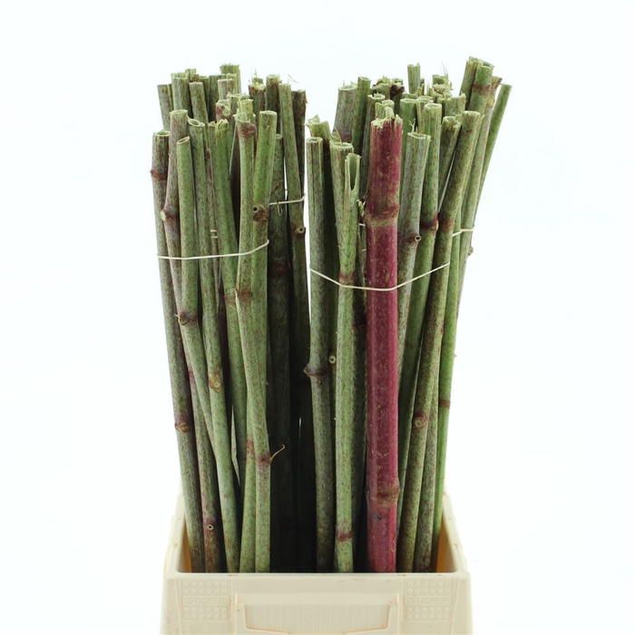 <h4>Persicaria 80cm</h4>