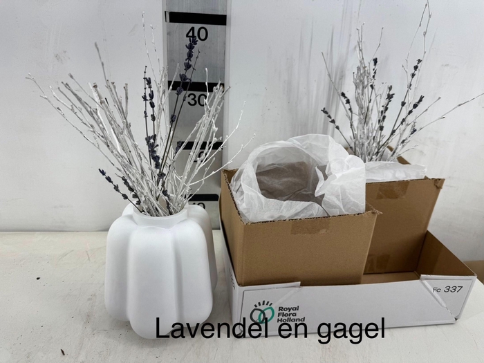 <h4>ARR PL IN SCHAAL</h4>