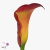 Zantedeschia captain trinity