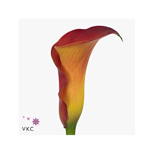 Calla Trinity