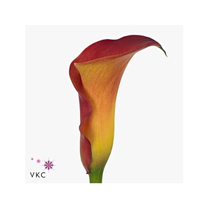 Calla Trinity | Dubbelbloemig