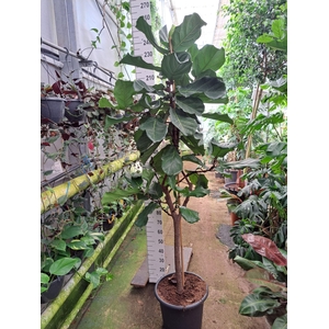 Ficus lyrata