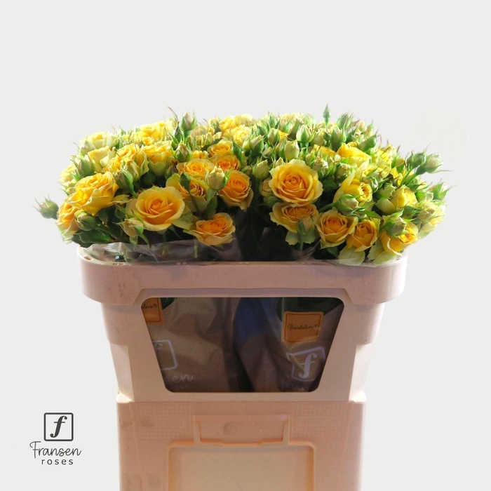 <h4>Rosa TR 'Bandolero' FRANSEN</h4>