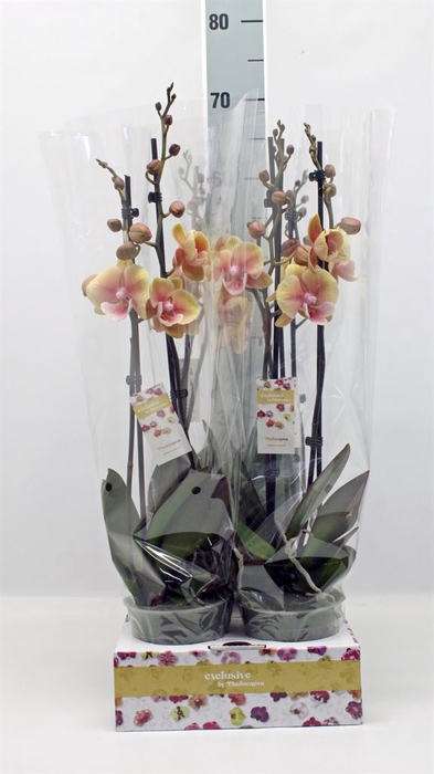 <h4>Phalaenopsis   ...</h4>