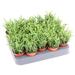 Crassula Overig mini Lucopiodus, CR5004
