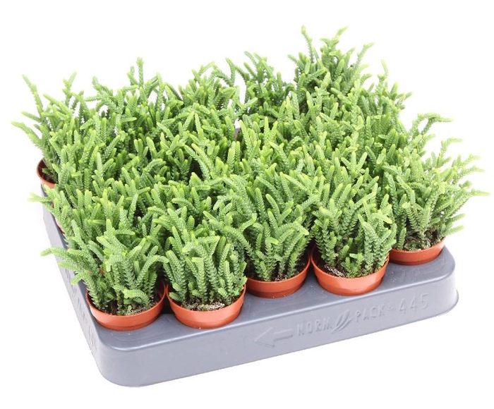 Crassula Overig mini Lucopiodus, CR5004