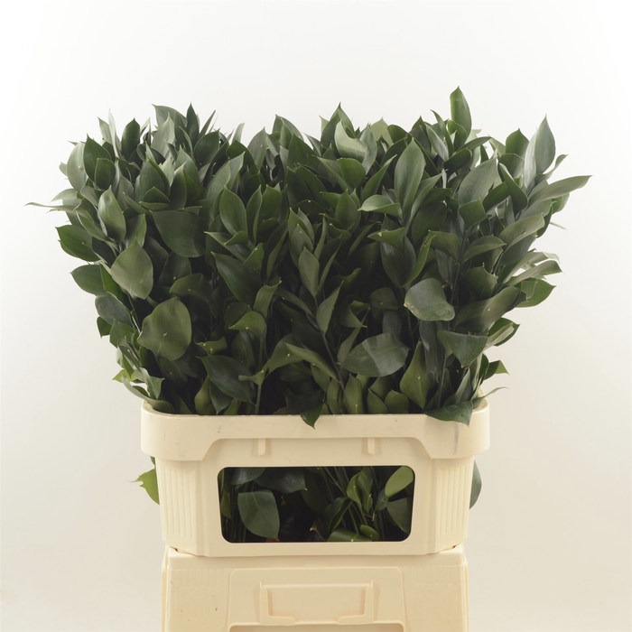 <h4>Ruscus Hypophyllum</h4>