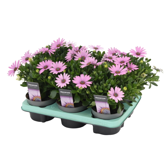 <h4>Osteospermum Cape Daisy Antique Rose Decorum</h4>