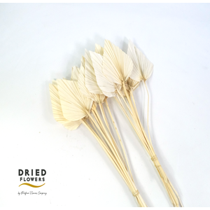 Dried Bleached Palm Spear Small