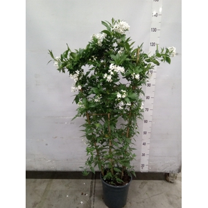 Solanum jasminoides